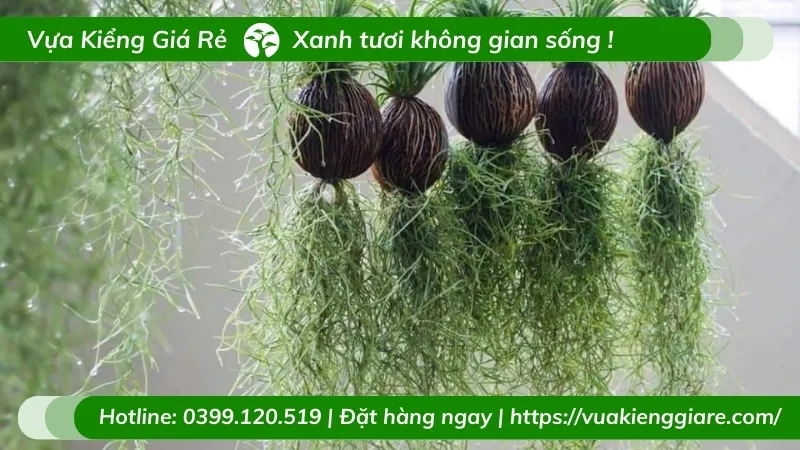 Sợi cây không khí tóc tiên màu xám xanh mảnh mai