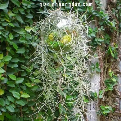 Hình ảnh Cây Không Khí Tóc Tiên được nhân giống bằng cách tách nhánh