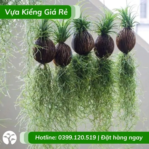 Một búi cây không khí tóc tiên dùng làm phụ kiện trang trí