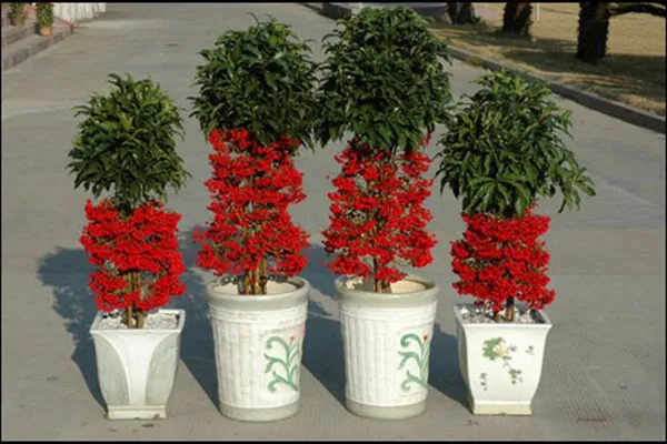 Alt text: Cây kim ngân lượng với chùm quả đỏ rủ xuống, tượng trưng cho tài lộc