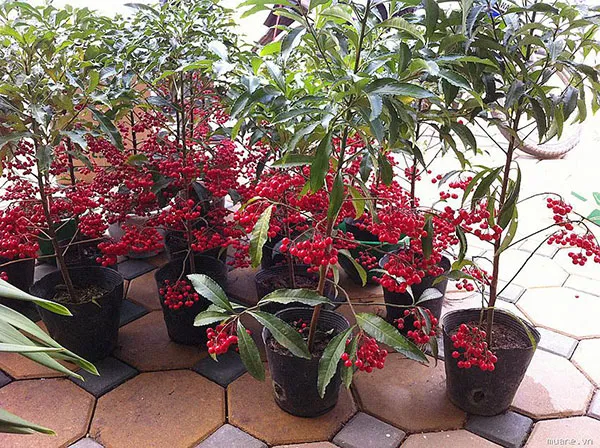 Alt text: Những cây kim ngân lượng với quả đỏ rực rỡ được trồng trong chậu