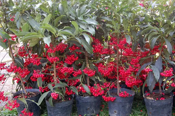 Alt text: Góc trưng bày nhiều chậu kim ngân lượng trong nhà, tăng tính thẩm mỹ