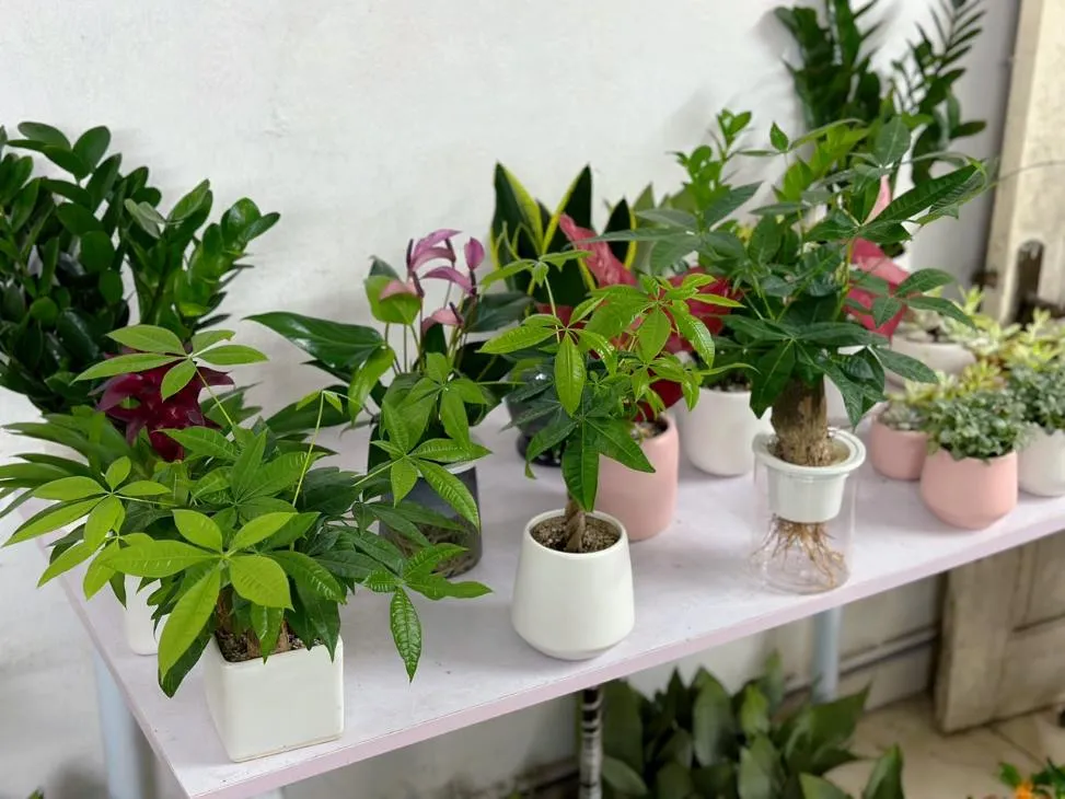 Những chậu cây kim ngân để bàn