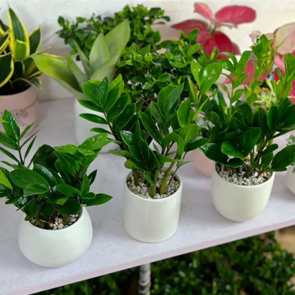 Cây Kim Tiền kích thước nhỏ, biểu tượng của tài lộc