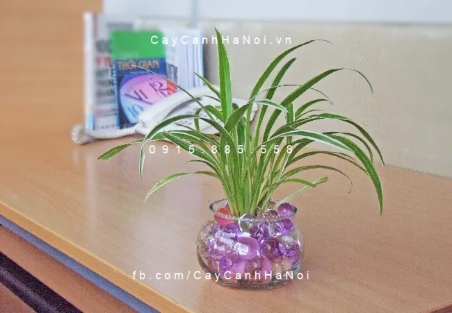 Cây lan chi trồng nước, thủy canh