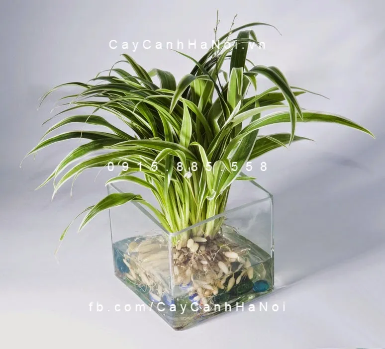 Cây lan chi trồng nước thủy canh được dùng để trang trí rất đẹp