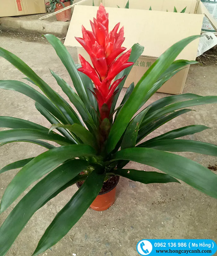 Cây Lan Đuốc Đỏ rực rỡ với lá xanh bóng và hoa đỏ tươi