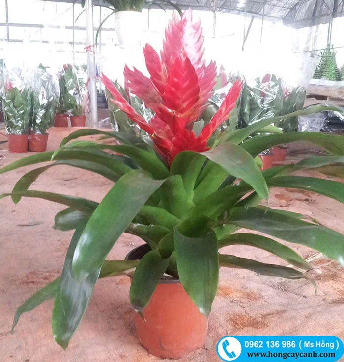 Cây Dứa Nến Cảnh thường được bày trong các chậu nhỏ để trang trí nội thất