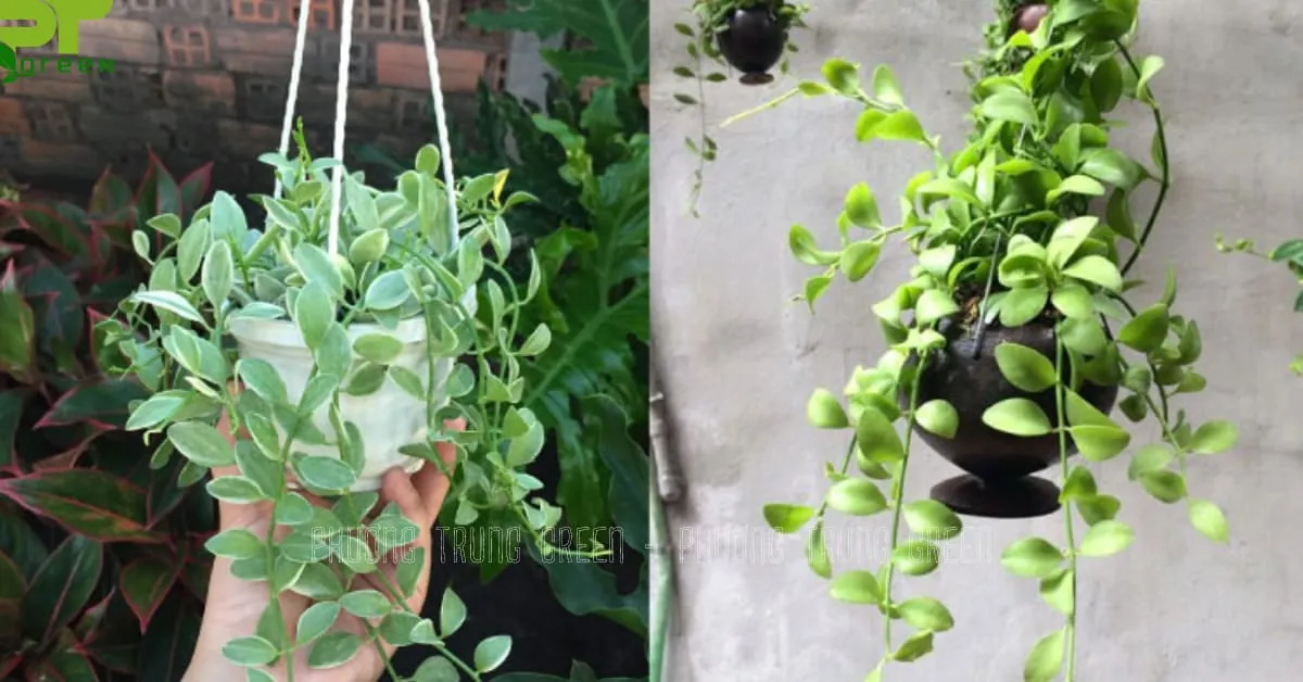 Treo cây lan hạt dưa trên tường thu hút tài lộc