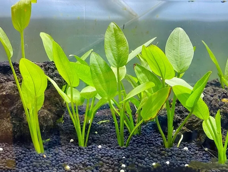 Cây lan nước thích hợp làm hậu cảnh trong bể thủy sinh