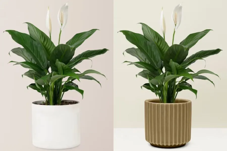 Cây Lan Ý được trồng nhiều ở các khuôn viên trong bệnh viện, không gian văn phòng để hấp thụ bức xạ và sóng điện từ.