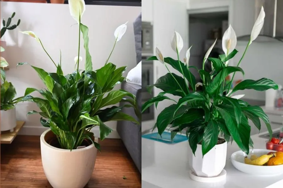 Cây Lan Ý được chứng minh góp phần giảm thiểu hiệu quả Formaldehyde, Trichloroethylene, Benzen, Xylene, giúp thanh lọc không khí.