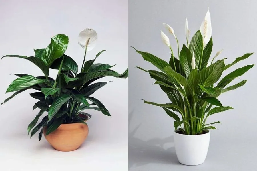 Cây Lan Ý (Bạch Môn) có tên khoa học là Spathiphyllum Wallisii, có nguồn gốc từ các vùng nhiệt đới ở Nam Mỹ và Đông Nam Á.