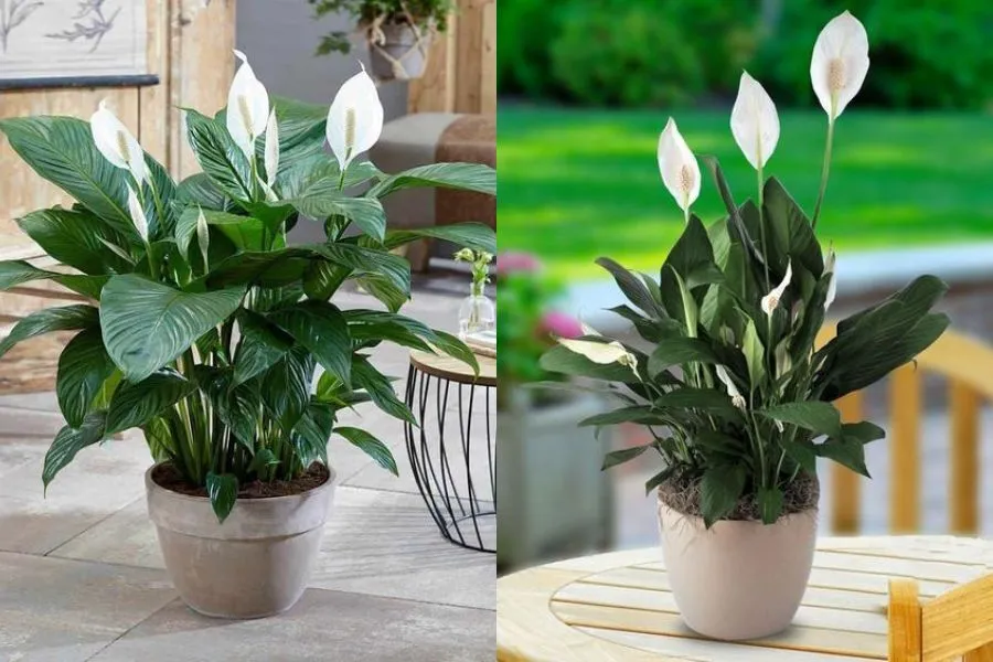 Lan ý giúp tô điểm thêm cho không gian sống, mang lại sự tinh tế và thanh lịch cho nội thất.