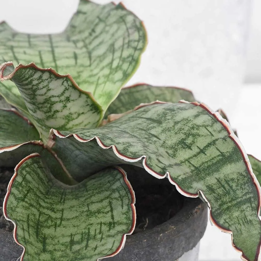 Cây Lưỡi Báo (Sansevieria kirkii ‘Friends’) với lá mọng nước và gân nổi bật