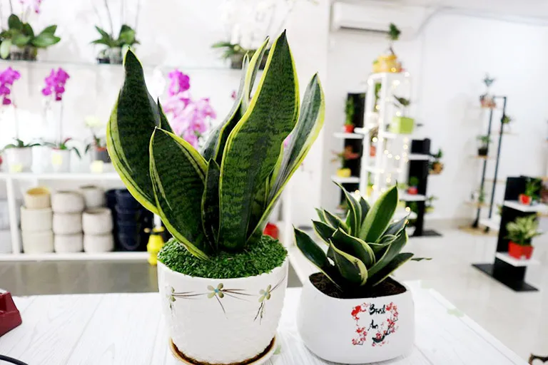 Cây Lưỡi Hổ không chỉ được trồng làm cảnh mà còn có nhiều tác dụng chữa bệnh