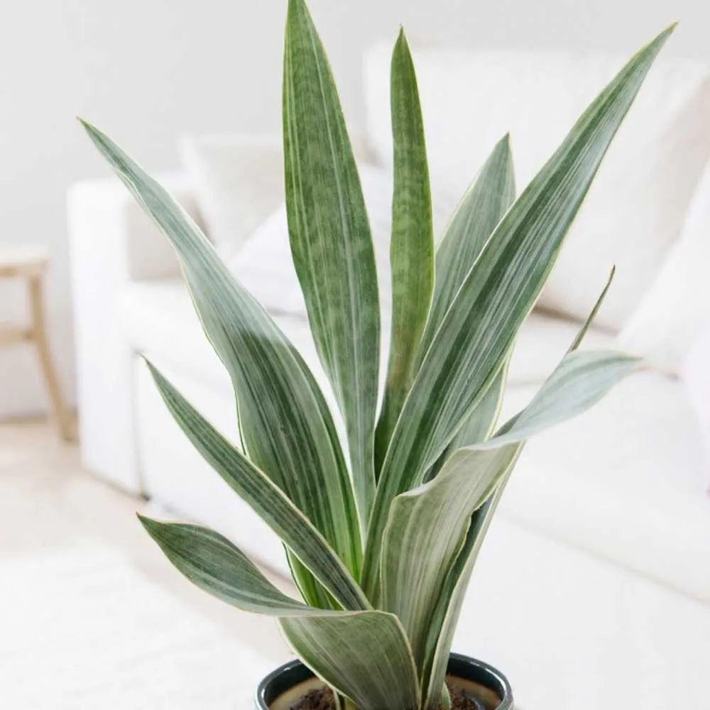 Cây Lưỡi Hổ Bạc Sọc (Sansevieria Metallica Siam Silver) với sọc bạc rõ nét