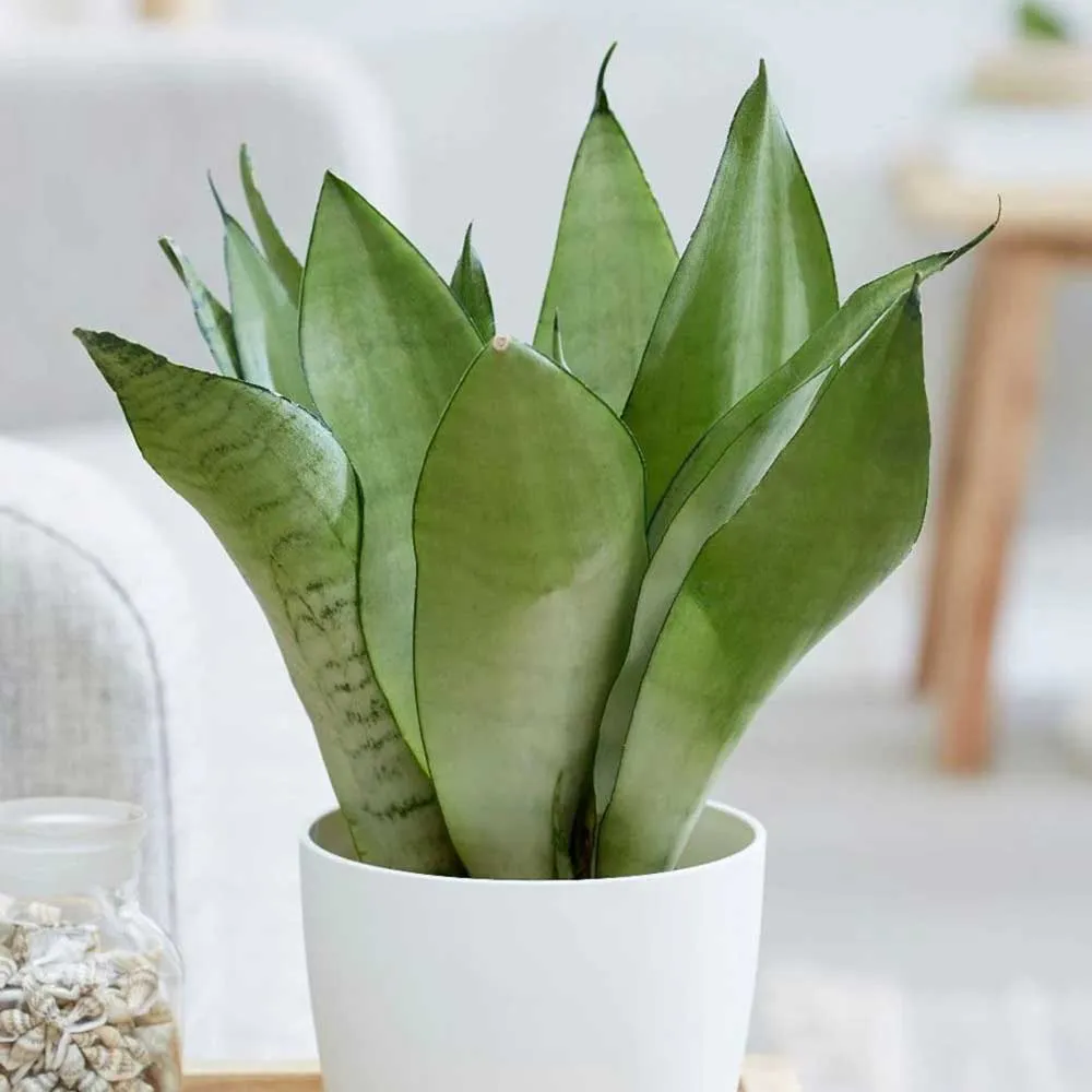 Cây Lưỡi Hổ Bạc Lùn Moonshine