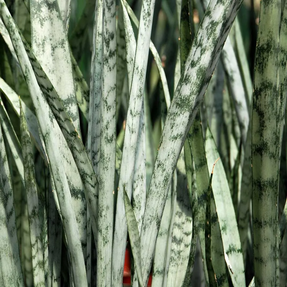 Cây Lưỡi Hổ Bạc Dài (Sansevieria Silver Queen) lá cao màu xanh bạc