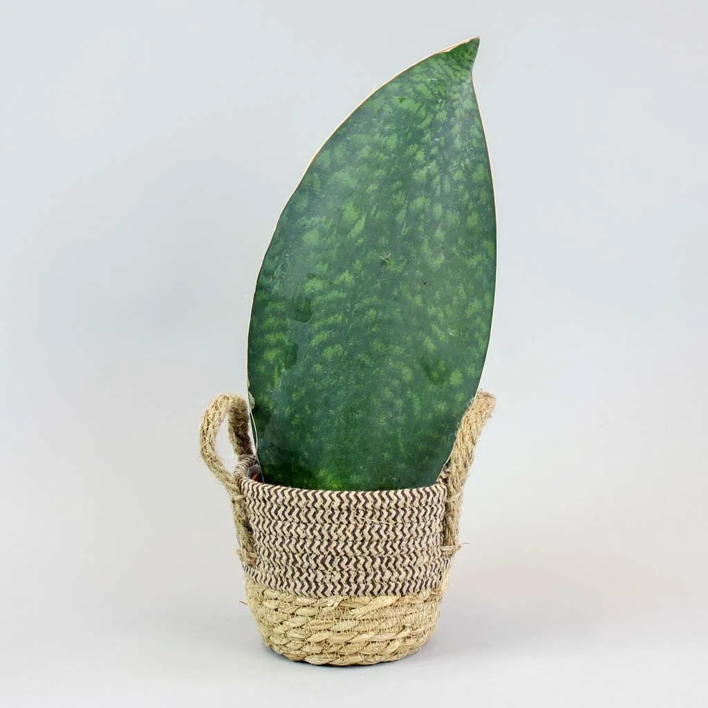 Cây Lưỡi Hổ Cá Voi (Sansevieria masoniana) với lá bầu và dày