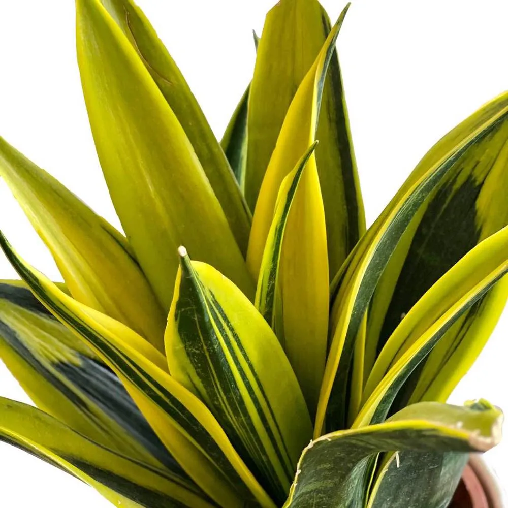 Cây Lưỡi Hổ Hoàng Kim (Sansevieria trifasciata Gold Flame) màu vàng sáng rực rỡ