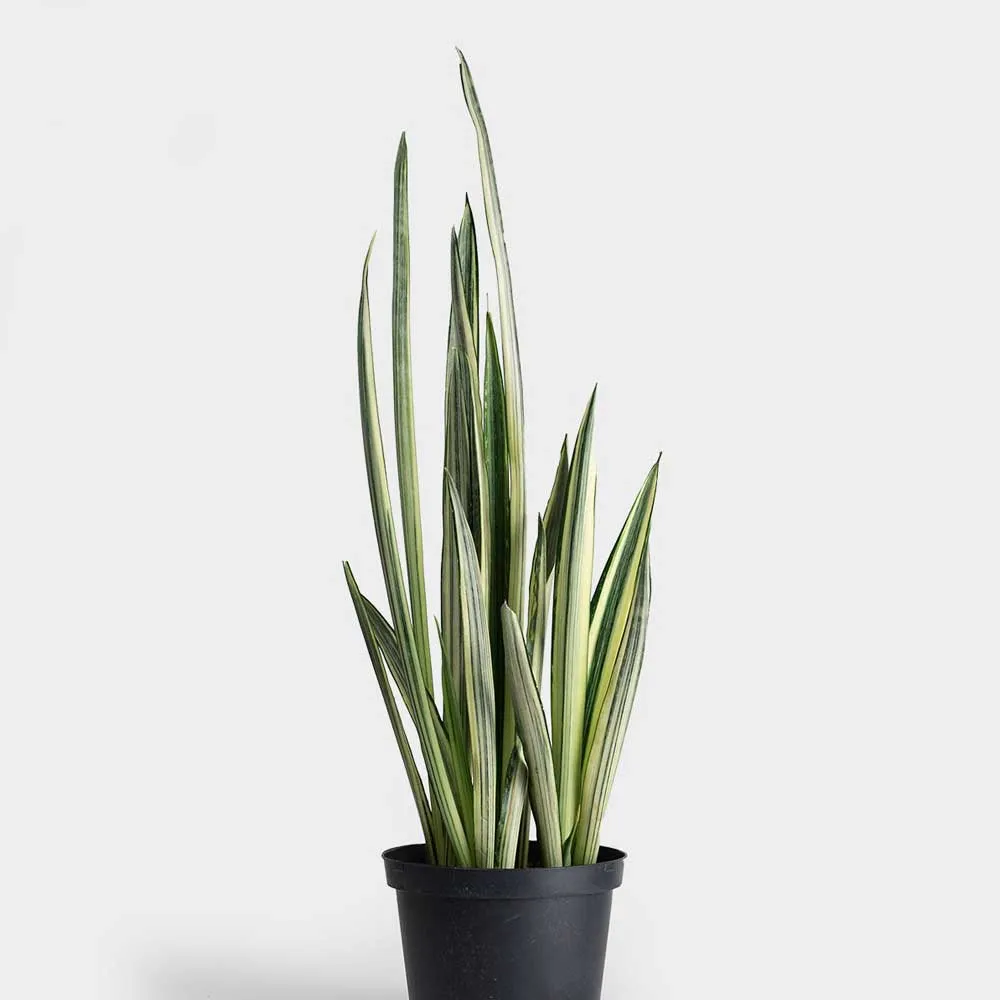 Cây Lưỡi Hổ Bantel Sansevieria bantel’s sensation