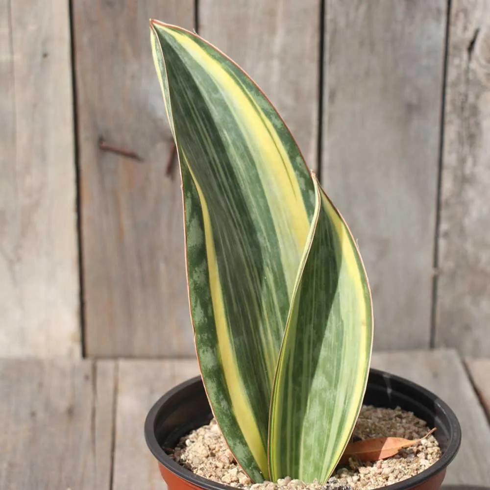 Cây Lưỡi Hổ Cá Voi Đột Biến (Sansevieria Masoniana Variegata) có sọc vàng