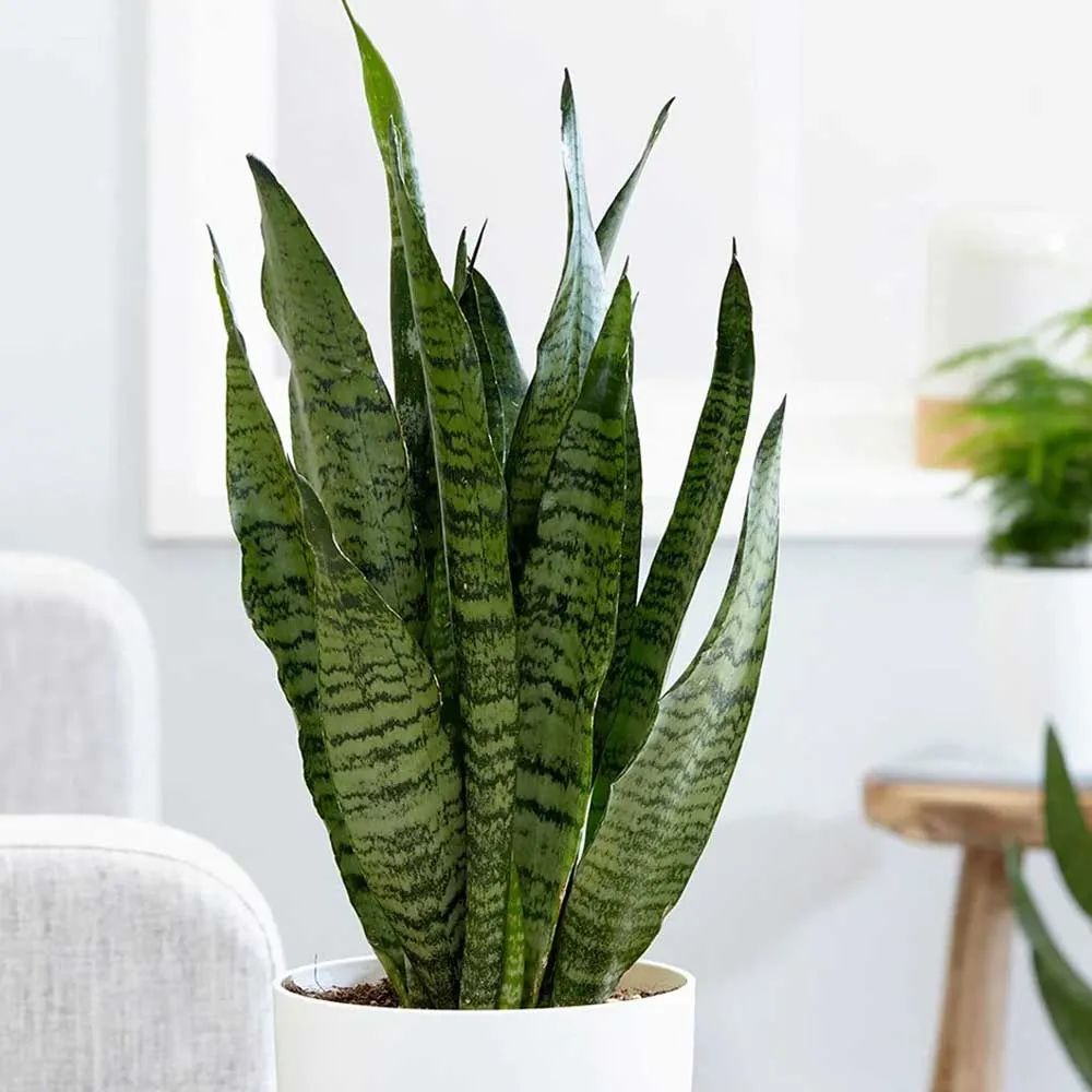 Cây Lưỡi Hổ Xanh Sansevieria zeylanica