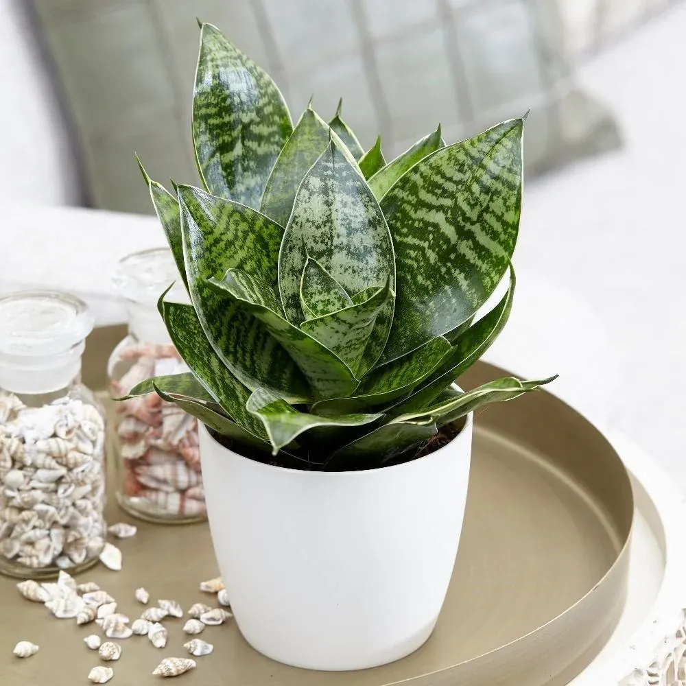 Cây Lưỡi Mèo Sansevieria black star