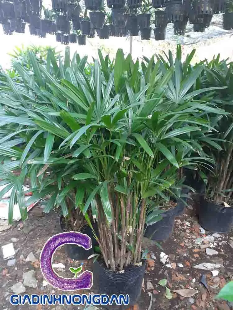 Cây Mật Cật (Trúc Mây) được trồng theo bụi trong sân vườn