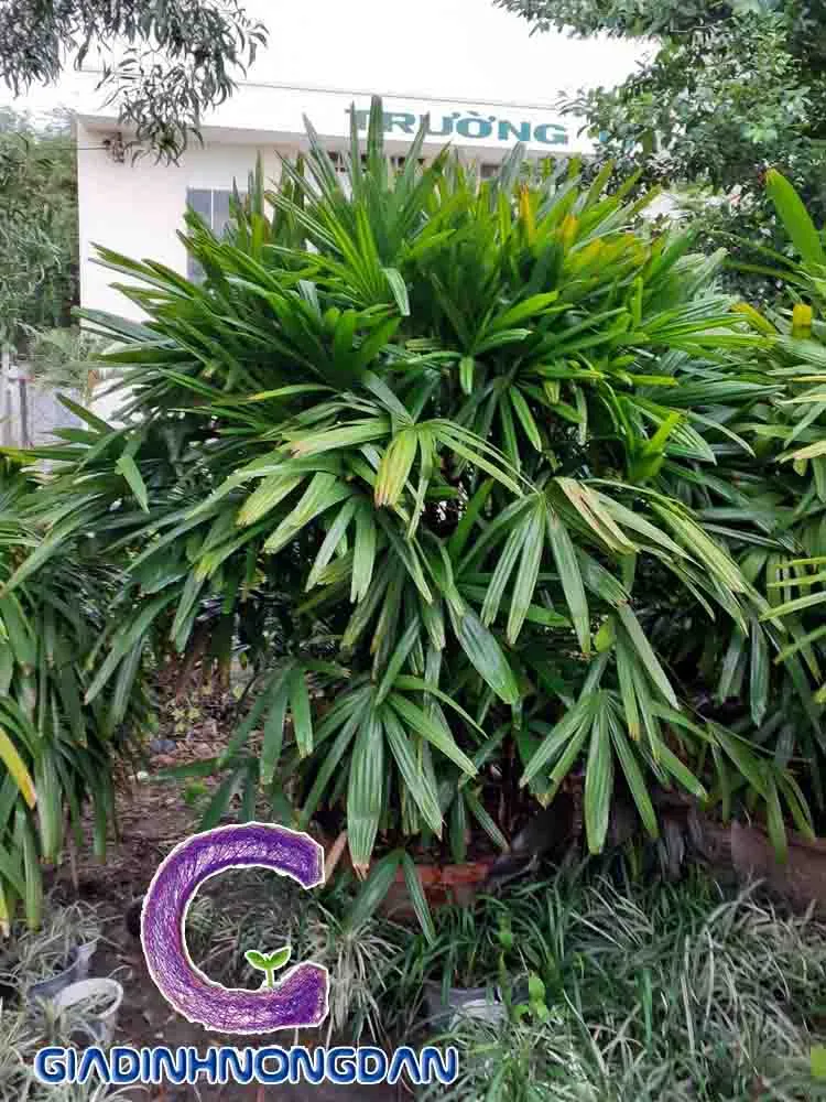 Cận cảnh lá cây Mật Cật với phần xẻ thùy sâu và mép răng cưa