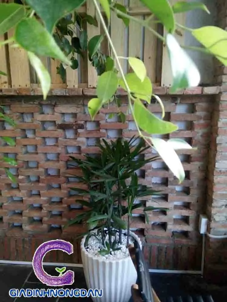 Chậu cây Mật Cật trang trí trong không gian nội thất, phòng khách