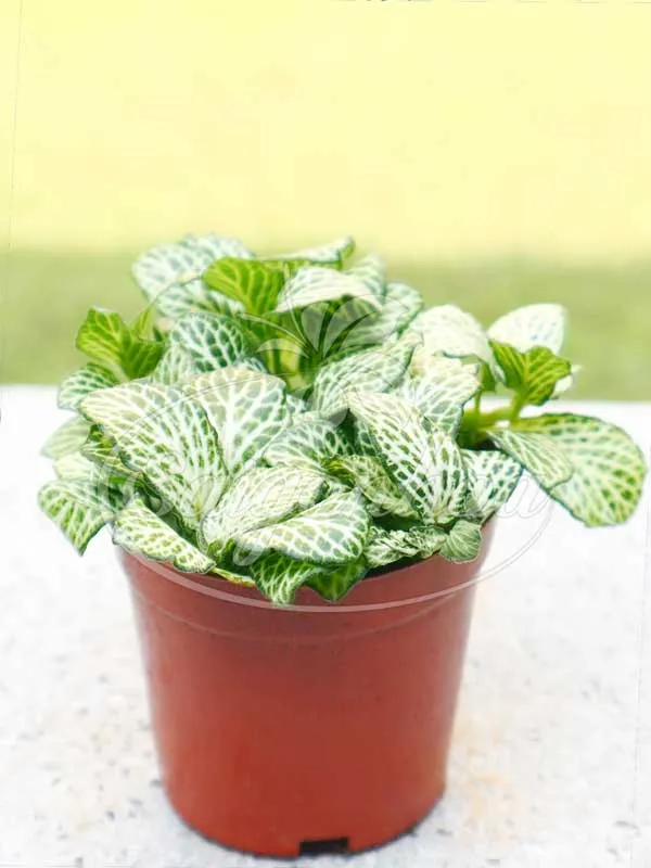 Cây may mắn cẩm nhung màu xanh lá được trồng chậu nhỏ