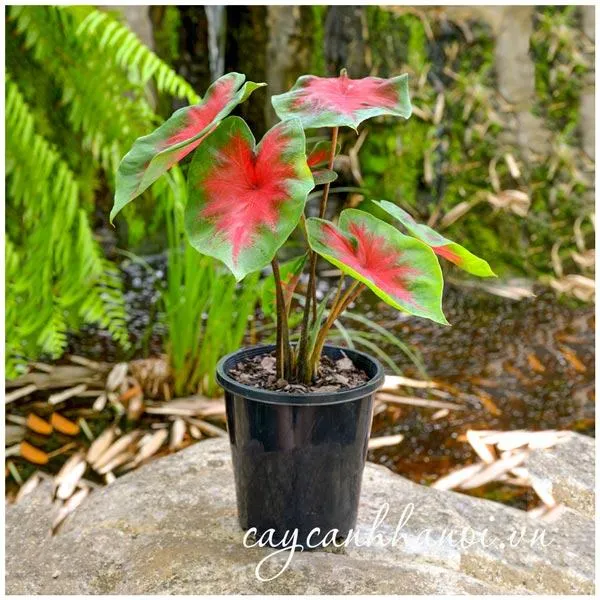 Cây Môn Đốm lá đỏ rực rỡ, loại cây cảnh phổ biến