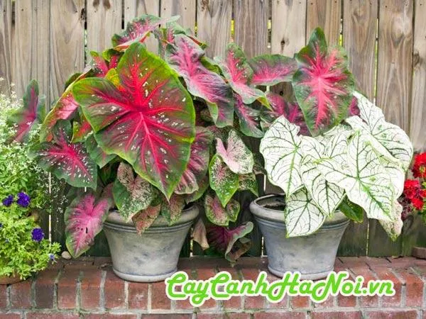 Cây Môn Đốm tượng trưng cho sự kiên trì và may mắn