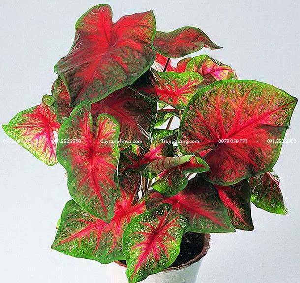 Đặc điểm của cây môn đỏ