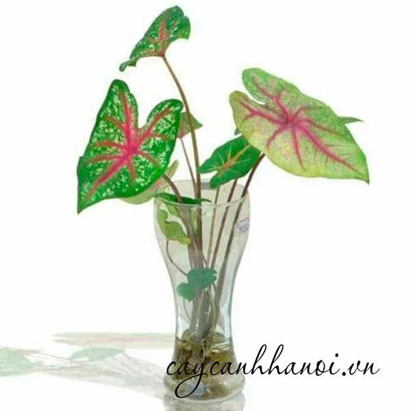 Cây Môn Đốm được trồng trong môi trường thủy sinh