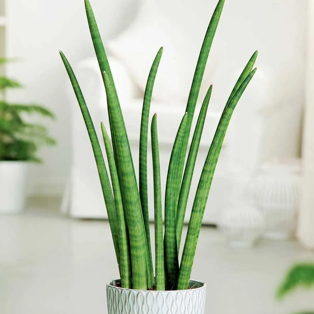 Cây Nanh Heo (Sansevieria cylindrica) với lá hình trụ tròn độc đáo