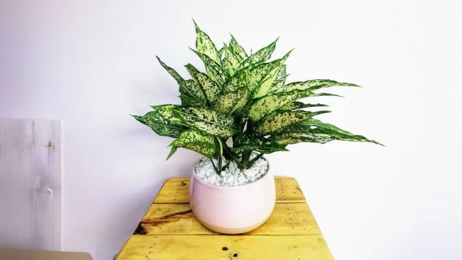 Cây ngọc ngân thủy sinh với bộ lá đốm trắng bạc độc đáo