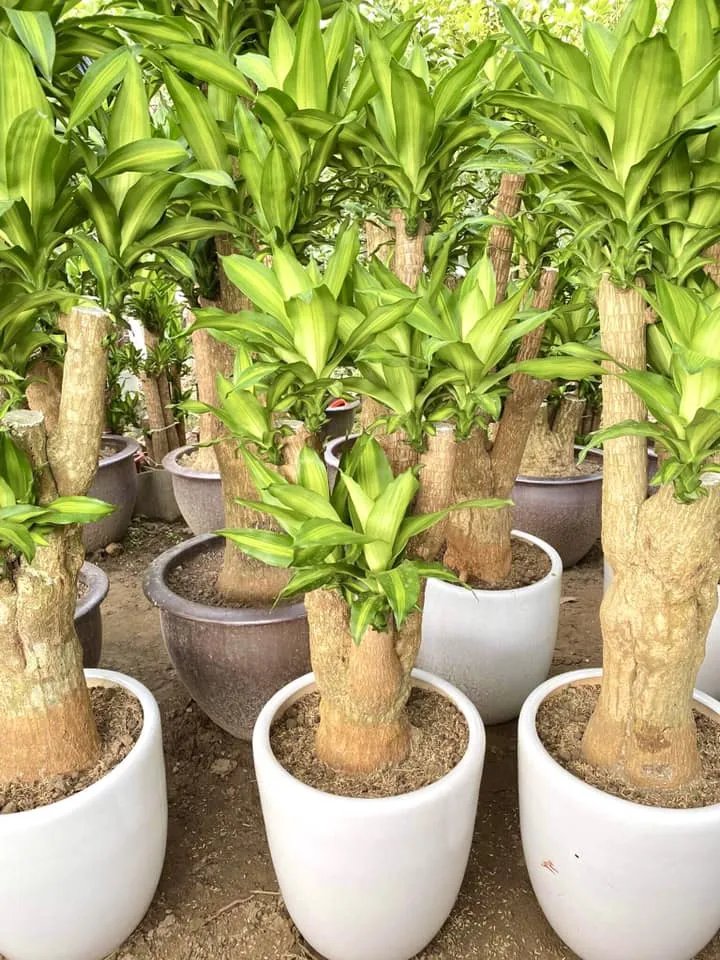 Cây Phát Tài 1 Gốc To (Thiết Mộc Lan) đặt trong nhà