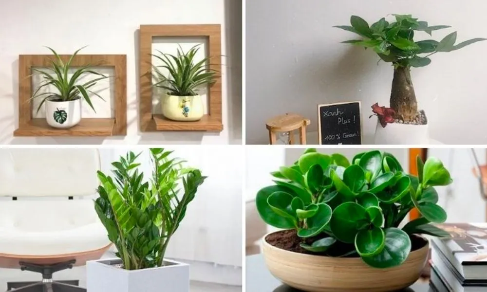 Cây phát tài được dùng để trang trí nhà