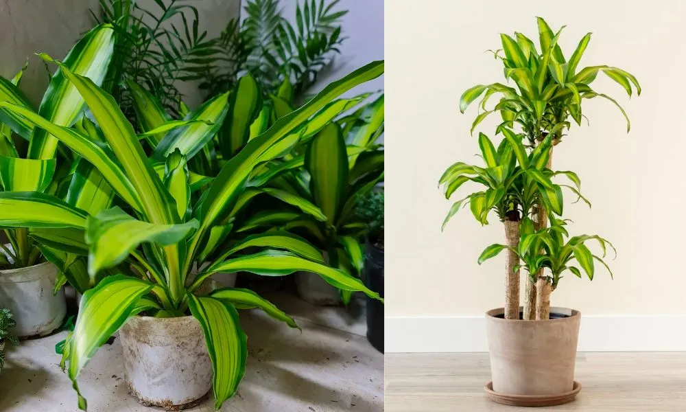 Đặc điểm cây phát tài với lá dài và thân có đốt rõ ràng