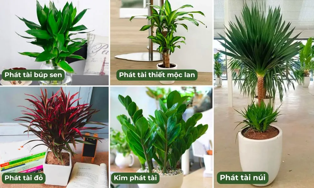 Một số loại cây phát tài phổ biến như búp sen, phát lộc và thiết mộc lan