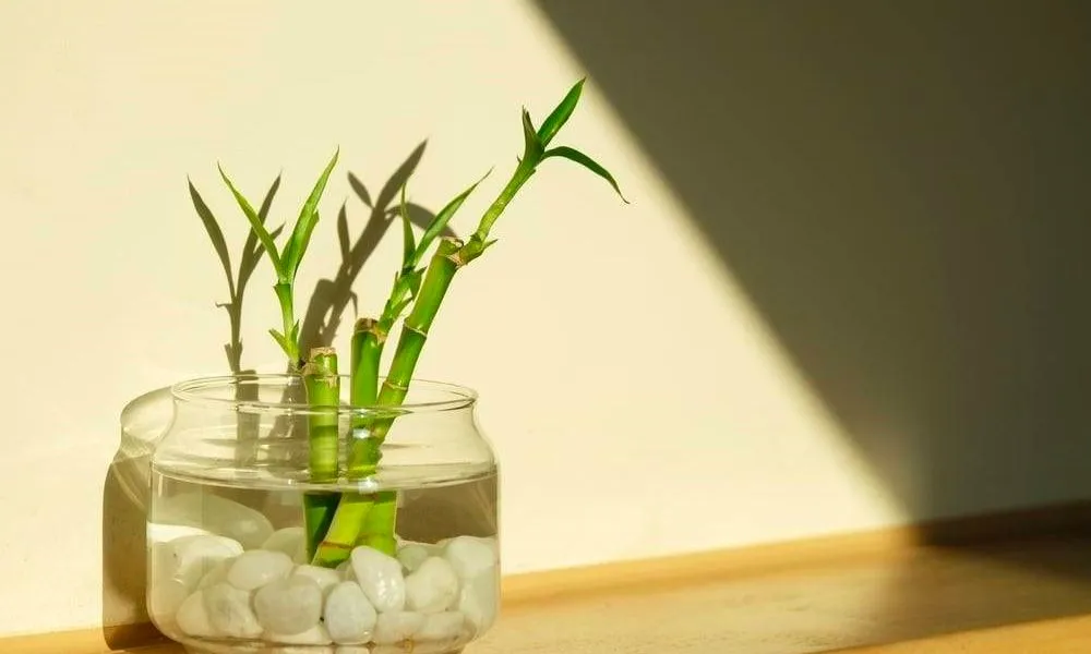 Hướng dẫn cách trồng cây phát tài trong nước sạch và dễ chăm sóc