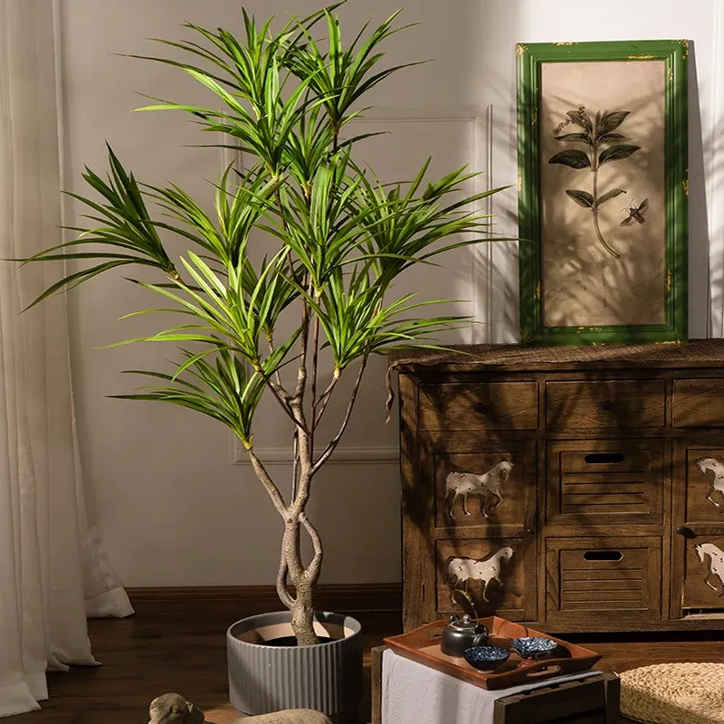 Cây thiết mộc lan được trồng làm cảnh trong nhà