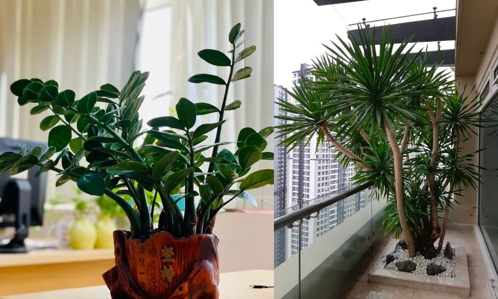 Vị trí tốt để đặt cây phát tài trong nhà theo phong thủy