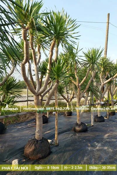 Cây Phát Tài Núi trồng công trình, đóng bầu dưỡng tại vườn