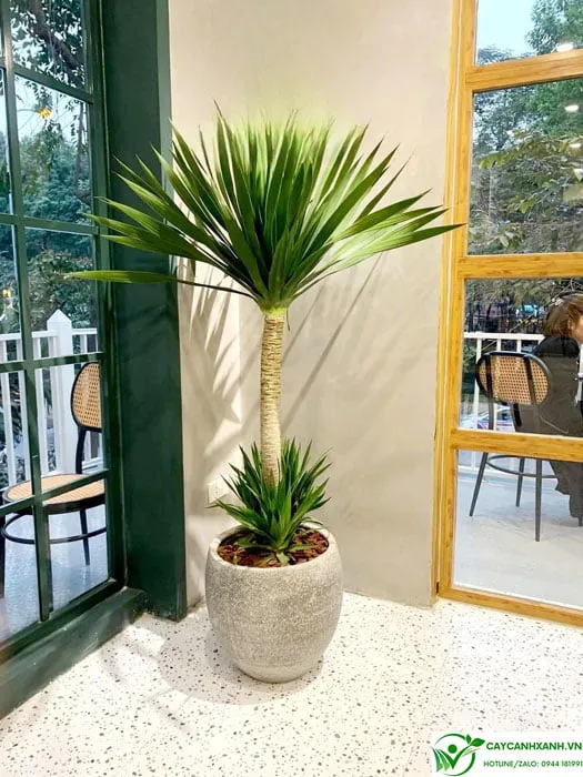 Cây Phát Tài Núi - Thần Tài Núi