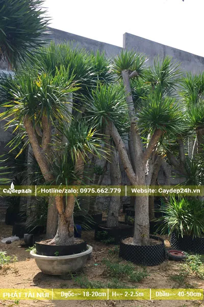 Cây Tài Lộc Núi dâm ủ bầu nổi, chiều cao khoảng trên 2m