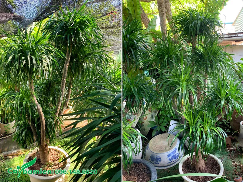 Cây Phát Tài Núi cao 1,5m trồng chậu